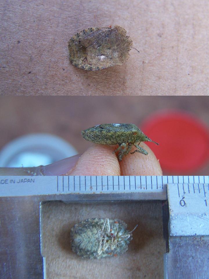 FIGURE 1h FIGURE 1h